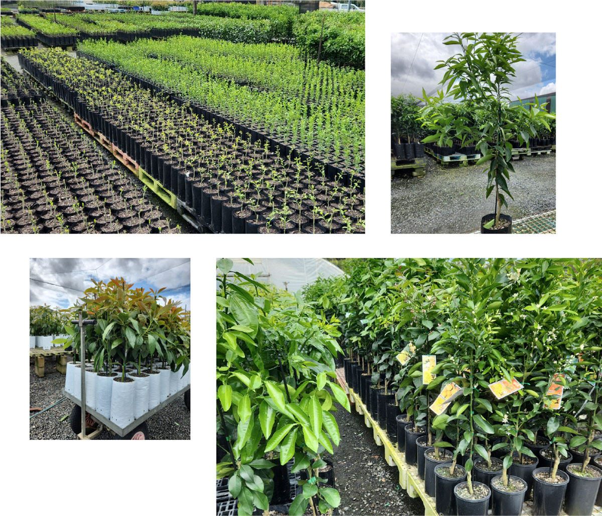 East Citrus nursery trees including seedlings, avocado trees, citrus, among others.